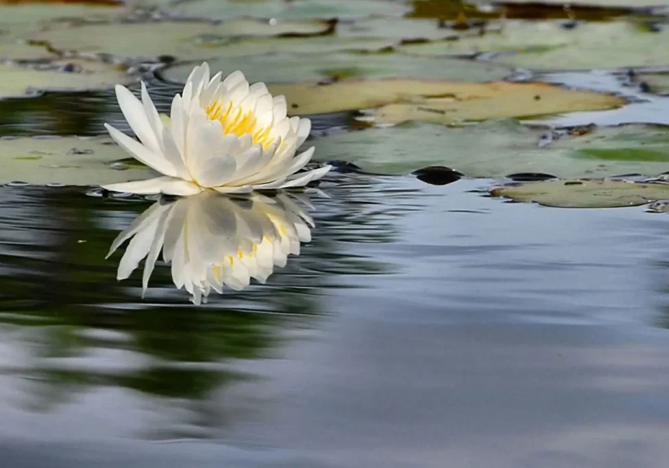 A white flower floating on top of water.