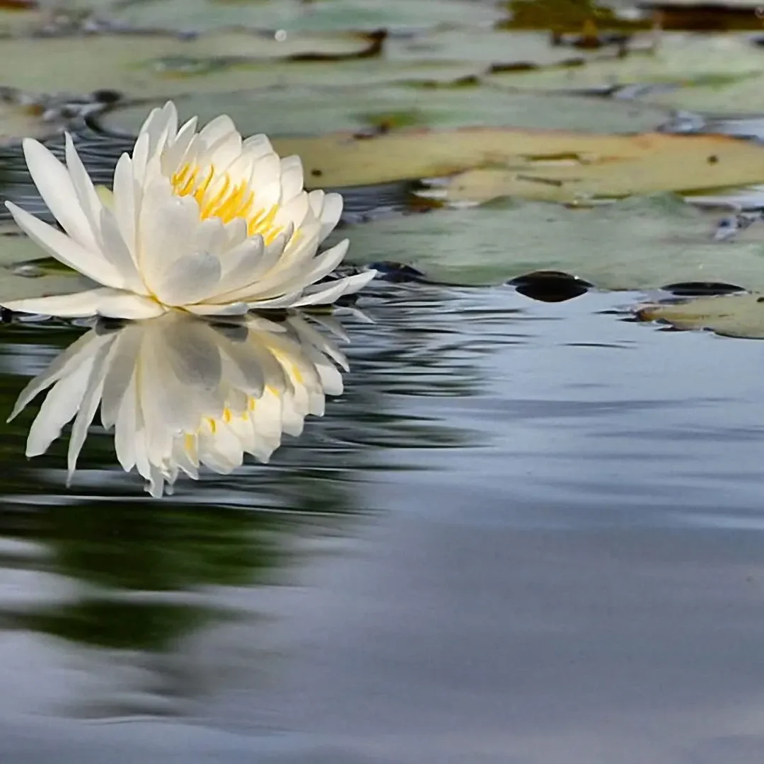 A white flower floating on top of water.